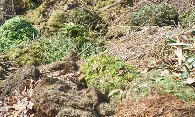Container für Baumischabfälle